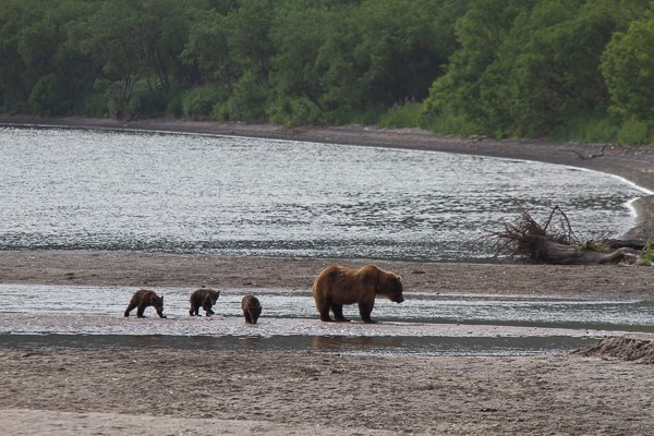Berenfamilie aan de rand van het Koerilenmeer.