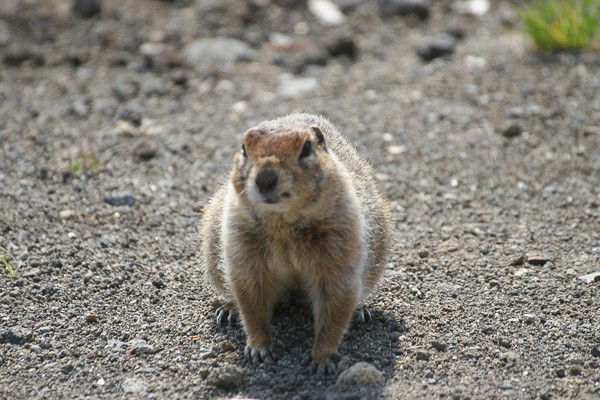Kamtsjatka marmot op het Avatsjinskiplateau.
