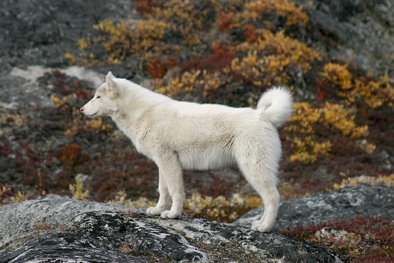 Sledehonden zijn in grote aantallen in Ilulissat aanwezig.