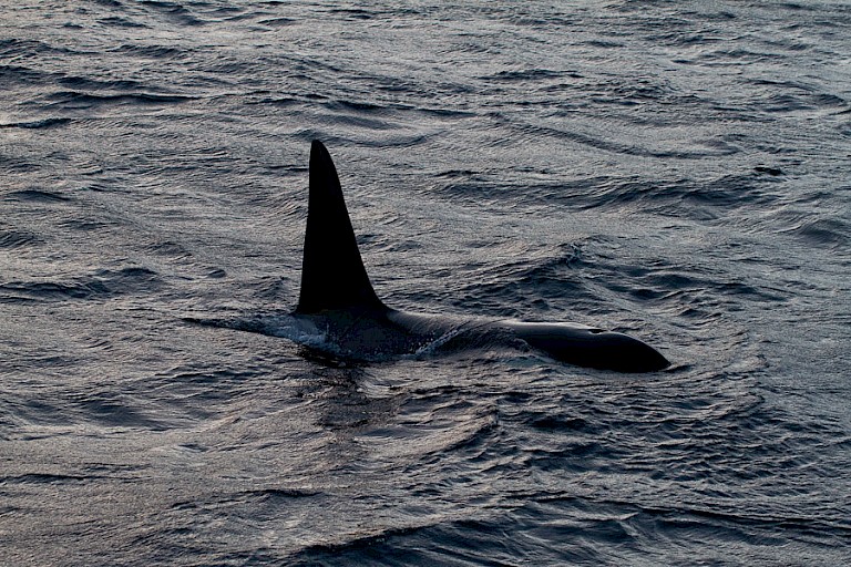 De mannelijke Orka's hebben een indrukwekkende rugvin.