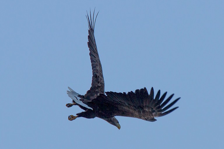 Ook Zeearenden pikken graag een harinkje mee.
