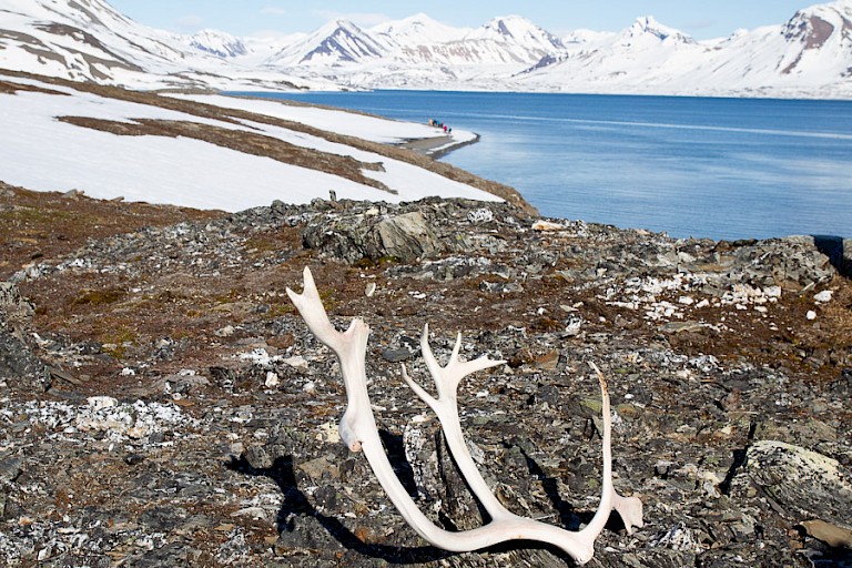Rendierengewei met het landschap van St. Jonsfjorden.
