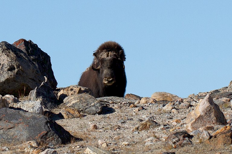 Een nieuwsgierige muskusos.