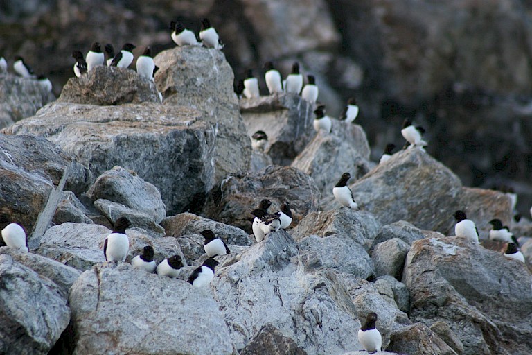 Kleine alkenkolonie (Spitsbergen).