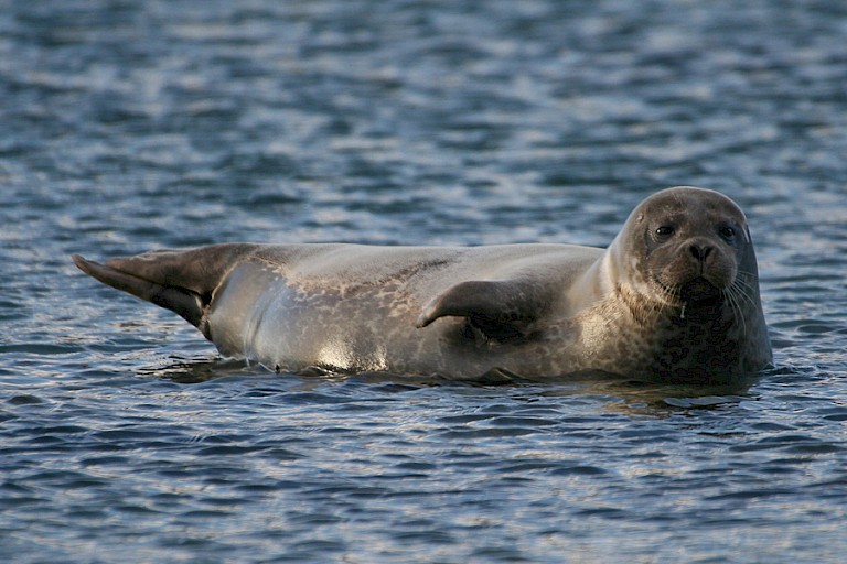 Gewone zeehond bij Noordwest-Spitsbergen.
