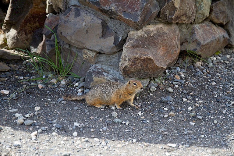Grondeekhoorn in Denali NP