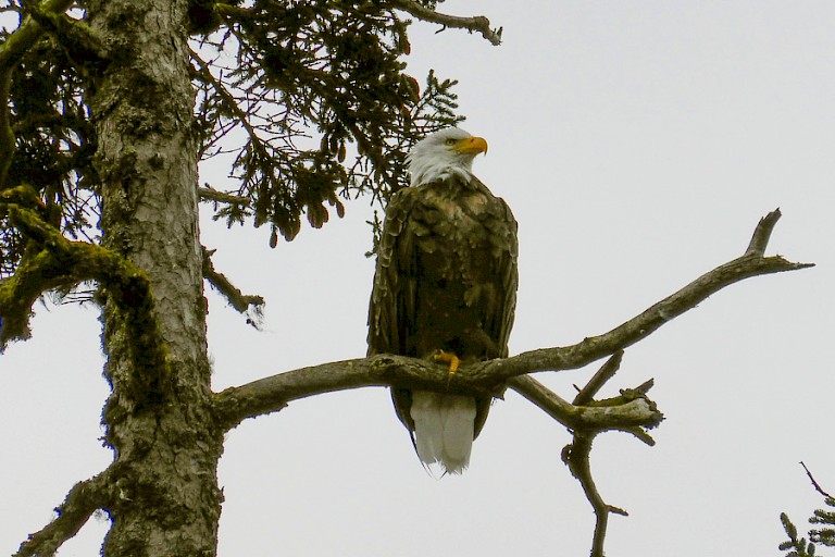 Ameerikaanse zeearend