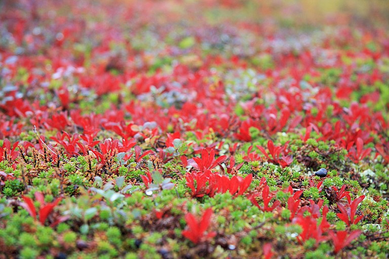 Bessenstruikjes kleuren fel rood, zeker als de zon erop schijnt.
