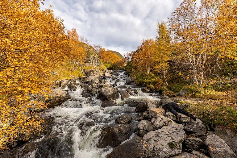Berken in herfstkleur bij watervalletje.