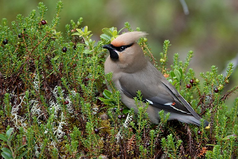 Pestvogel op Kraaiheide met bessen.