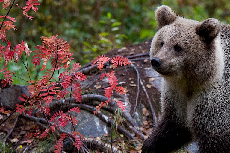 Bruine beer met lijsterbesblad in herfstkleur.