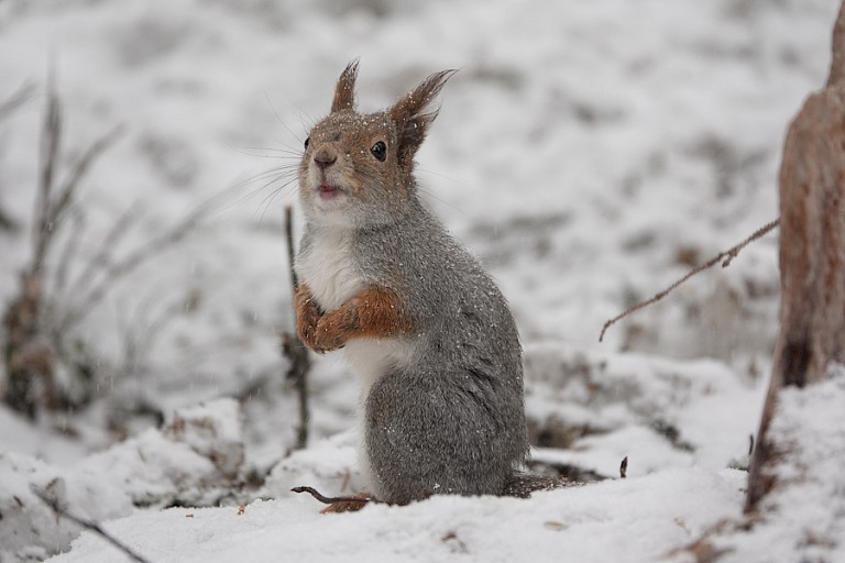 Eekhoorn in de sneeuw. Aan het begin van het seizoen (mei) ligt er vaak nog volop sneeuw.