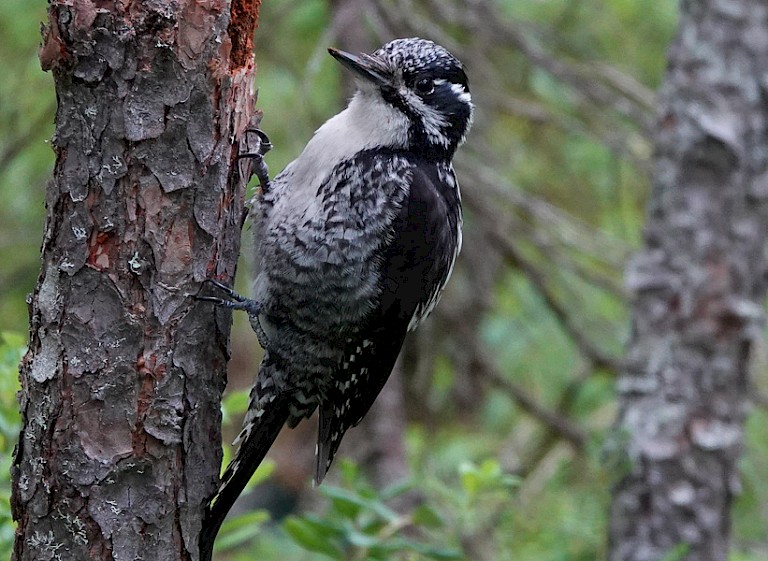 Drieteenspecht (Picoides tridactylus).