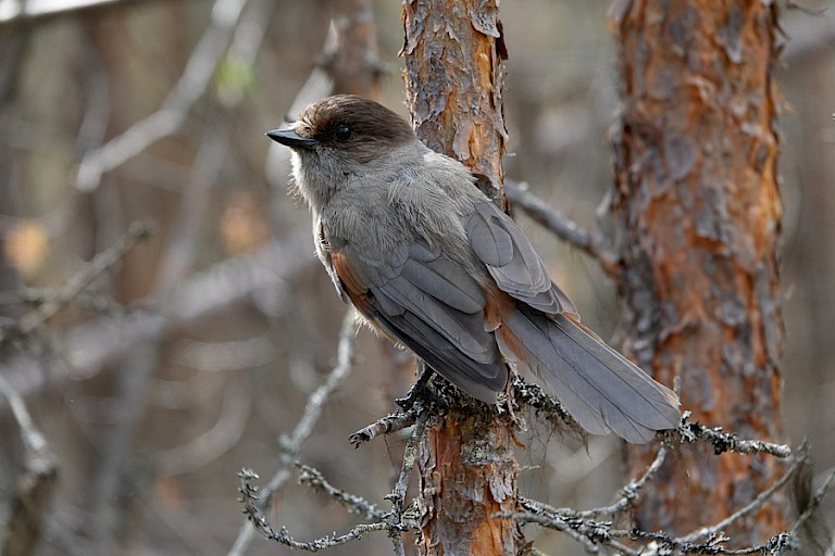 Taigagaai (Perisoreus infaustus).