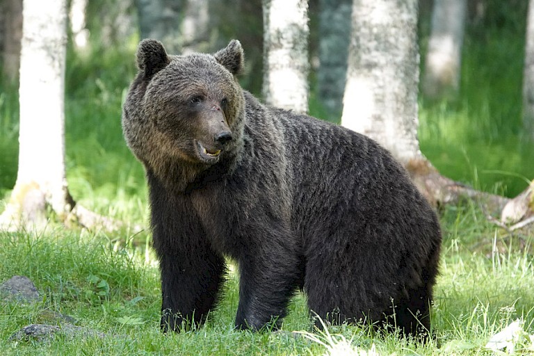 Bruine beer bij de observatiehut.
