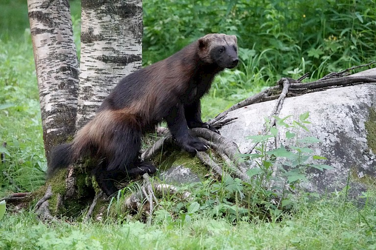 Veelvraat bij de observatiehut.