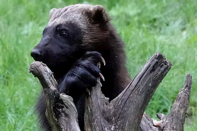 Close-up van een Veelvraat bij de observatiehut.