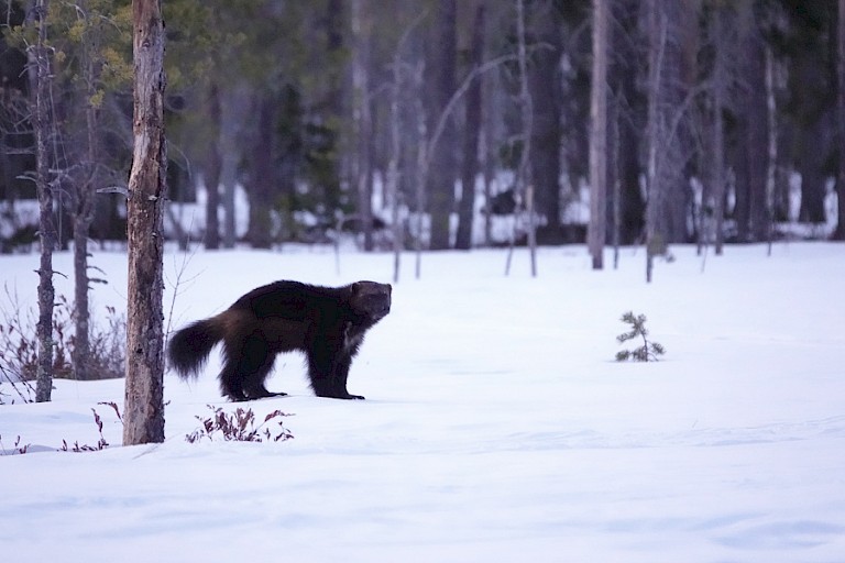 In de schemering verschijnt toch nog een Veelvraat.