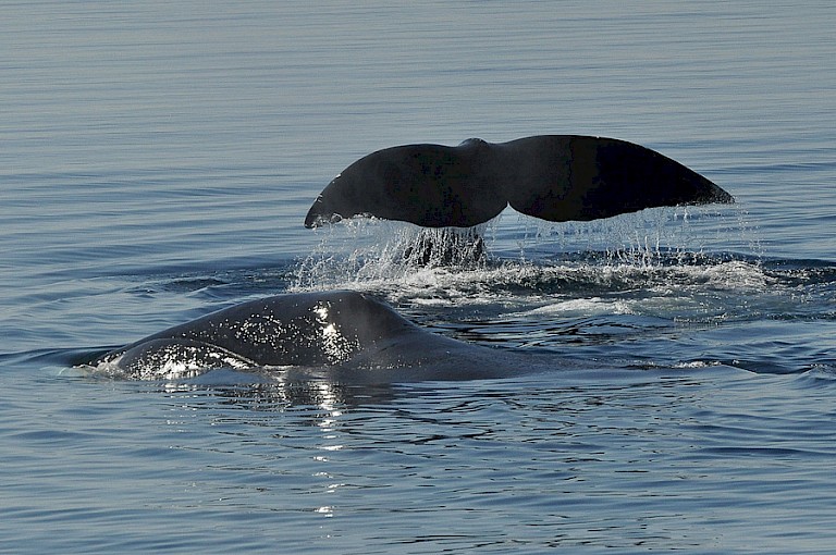 Twee Groenlandse walvissen.