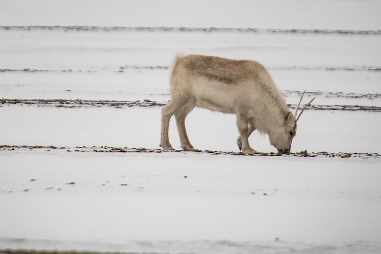 Spitsbergen rendier zoekt naar eten onder de sneeuw.