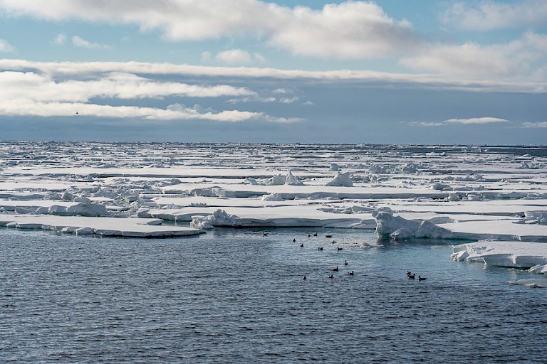 De pakijsrand met Noordse stormvogels.