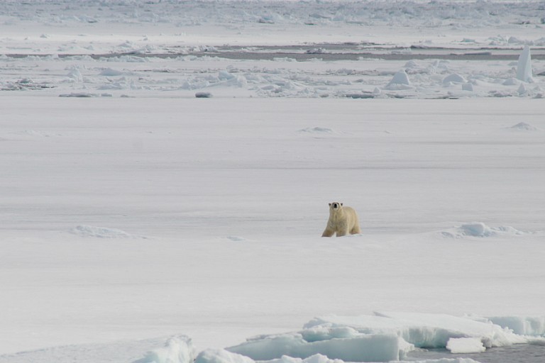 IJsbeer op het pakijs bij Spitsbergen.