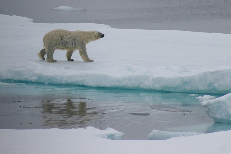 IJsbeer op het pakijs.