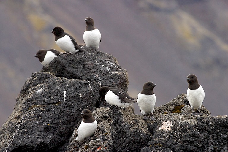 Kleine alkenkolonie bij Kvalrusbukta (Jan Mayen).