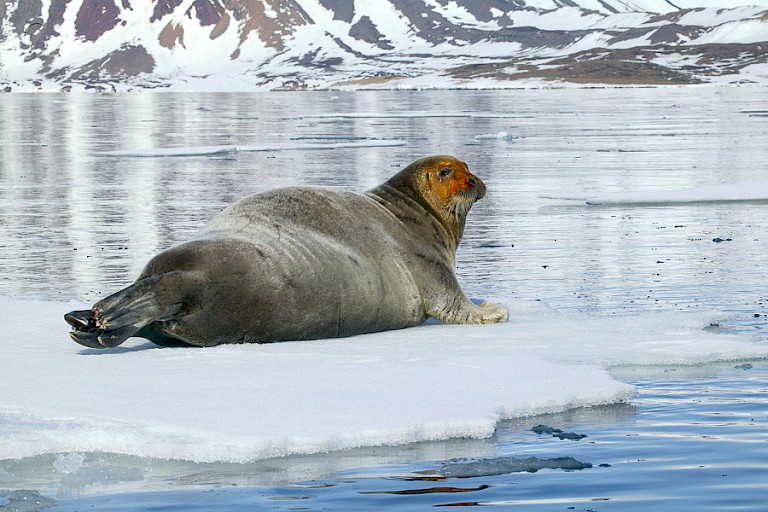 Baardrob op een stuk gletsjerijs in de 14e Julibaai.