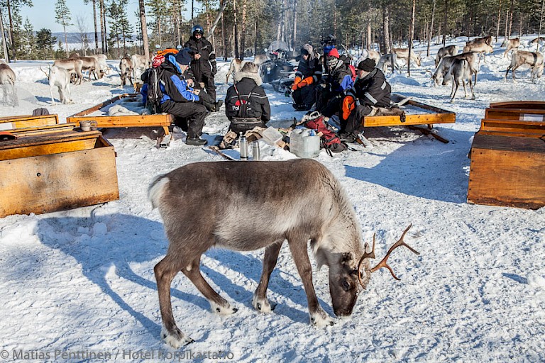 Een rustmoment bij de rendieren.