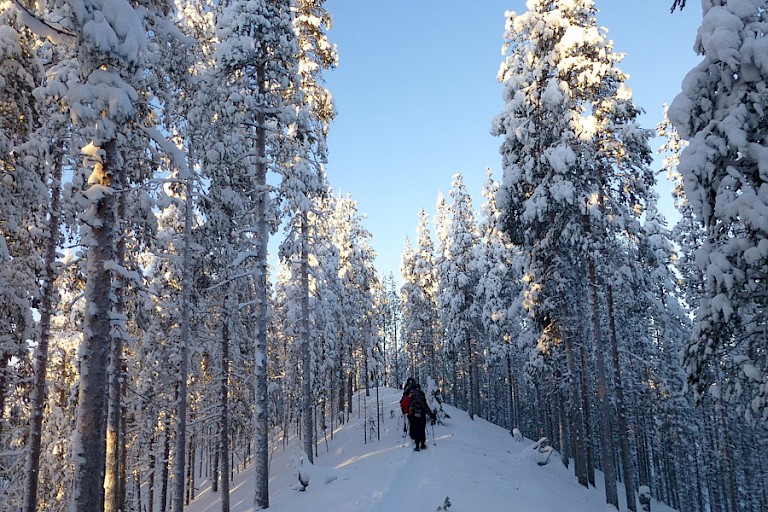 Sneeuwschoenwandeling door de immense bossen.