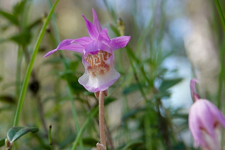 Bosnimf (Calypso bulboa) is een van de bijzonderheden van het Oulanka NP.