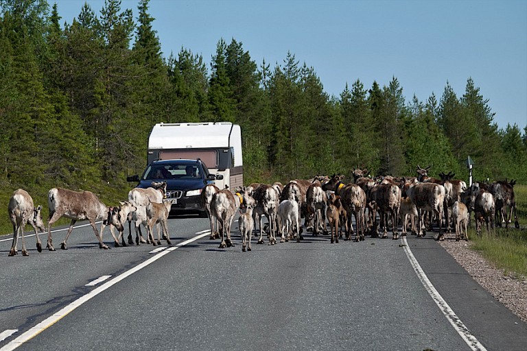 Rendieren op de weg, een niet ongewoon beeld in Finland.