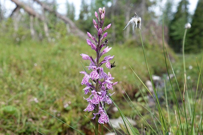 Gevlekte orchis (Datylorhiza maculata) komt ook in het Oulanka NP voor.