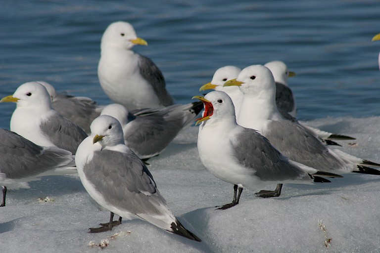 Drieteenmeeuwen op het ijs.