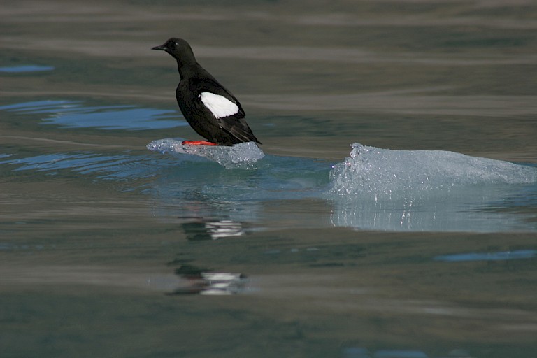Zwarte zeekoet op een klein stukje ijs.