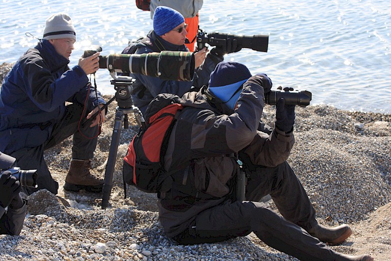 Vanaf het strand walrussen fotograferen.