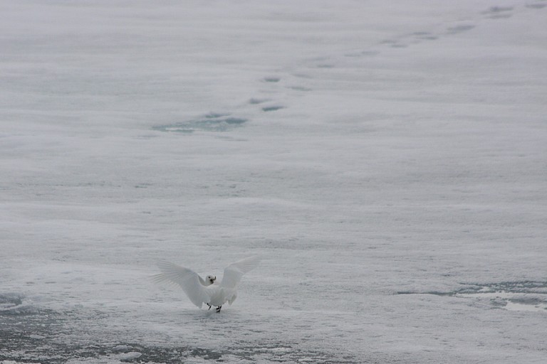 Vechtende Ivoormeeuwen op het ijs met ijsberenspoor.