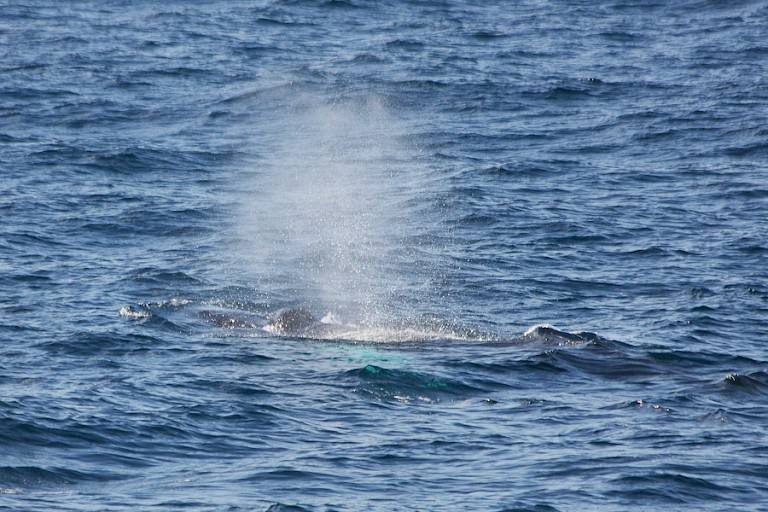 Bultrug bij de westkust van Spitsbergen.