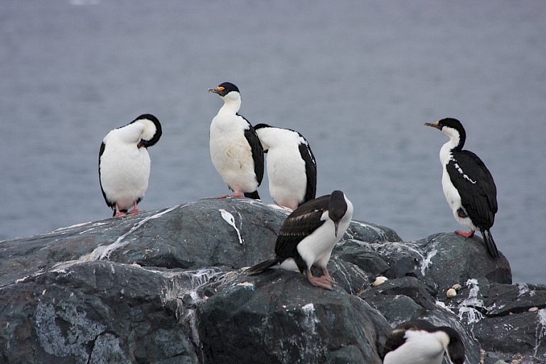Keizersaalscholvers broeden o.a. op Paulet.