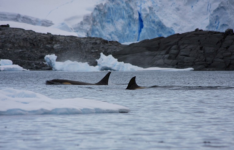 Orka's patrouilleren op zoek naar prooi.
