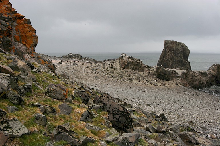 Rotsen met mossen en korstmossen op Livinstone.