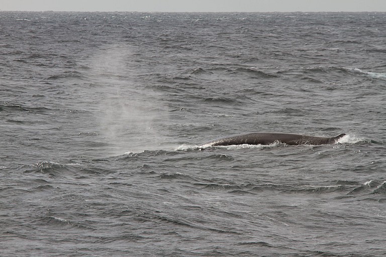 Dwergvinvissen tussen Bereneiland en Spitsbergen.