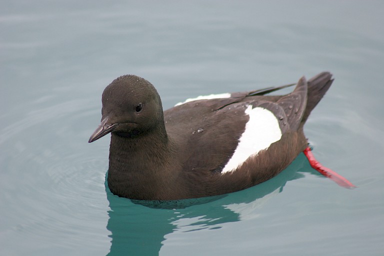 Zwarte zeekoet.