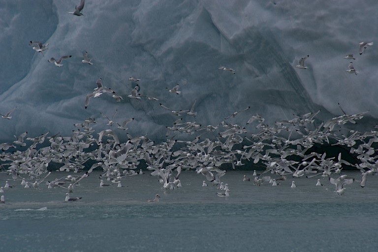 Drieteenmeeuwen bij een gletsjerfront in de Hornsund.