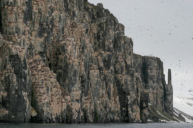 Alkefjellet, een klif met Zwarte zeekoetenkolonie, Hinlopenstretet.