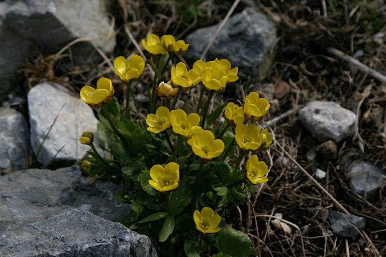 Winterakoniet.