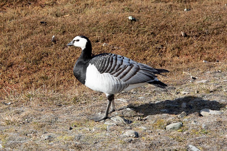 Brandgans Gnåodden, Hornsund.