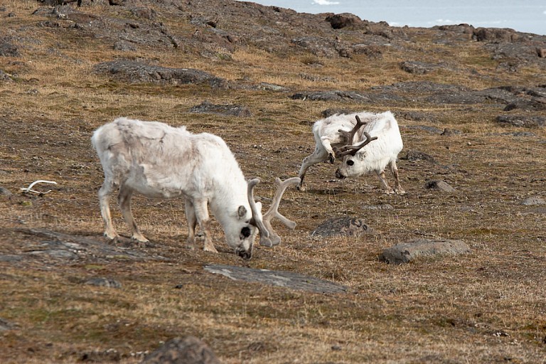 Spitsbergen rendieren op Russkaja.