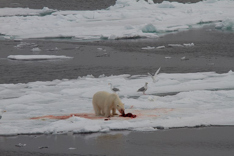 IJsbeer met prooi op het pakijs aan de oostkust.